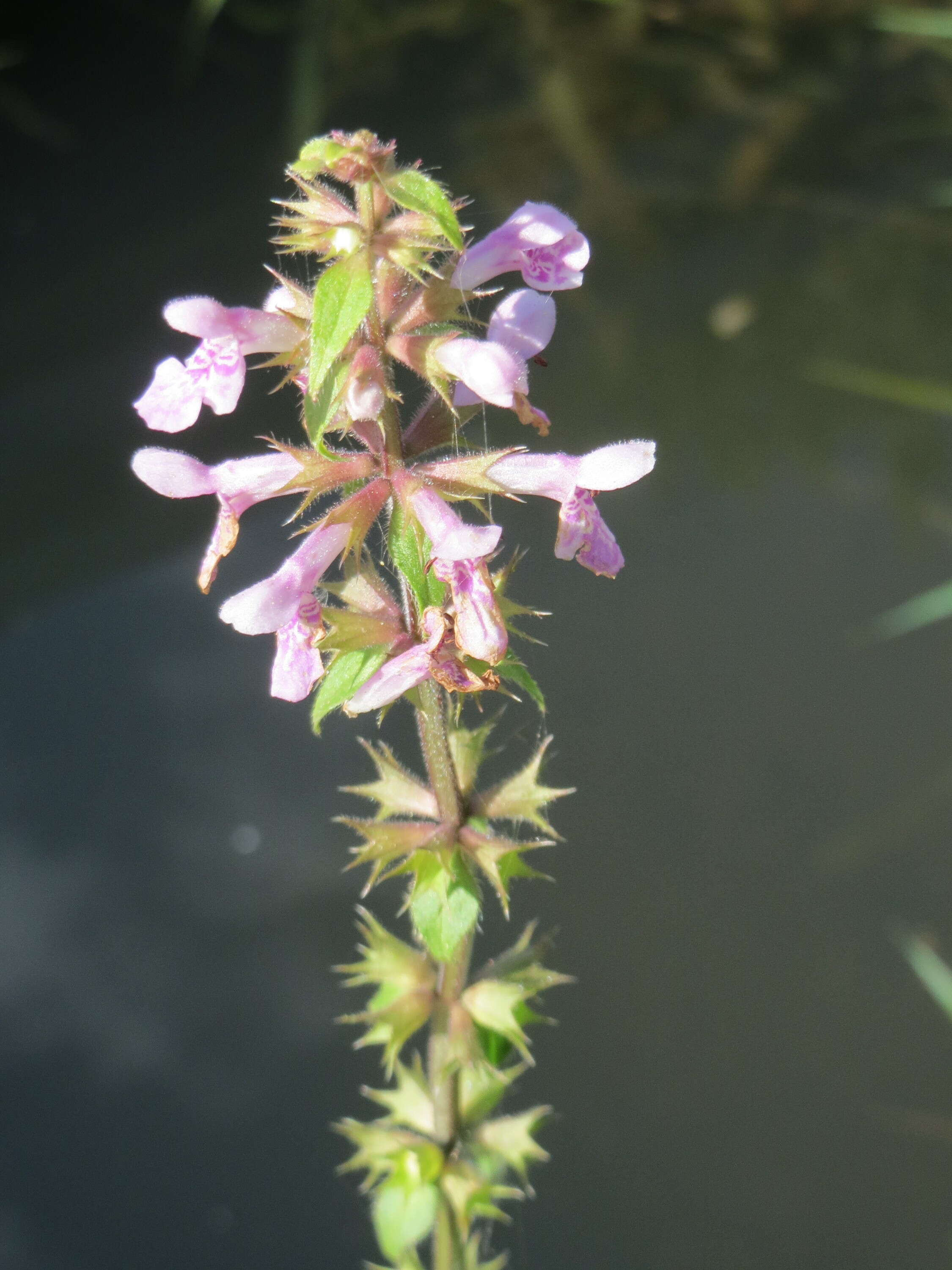 Image of Hedge-nettle