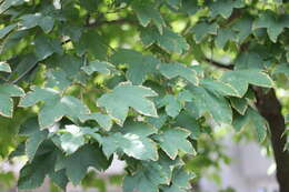 Imagem de Acer pseudoplatanus L.