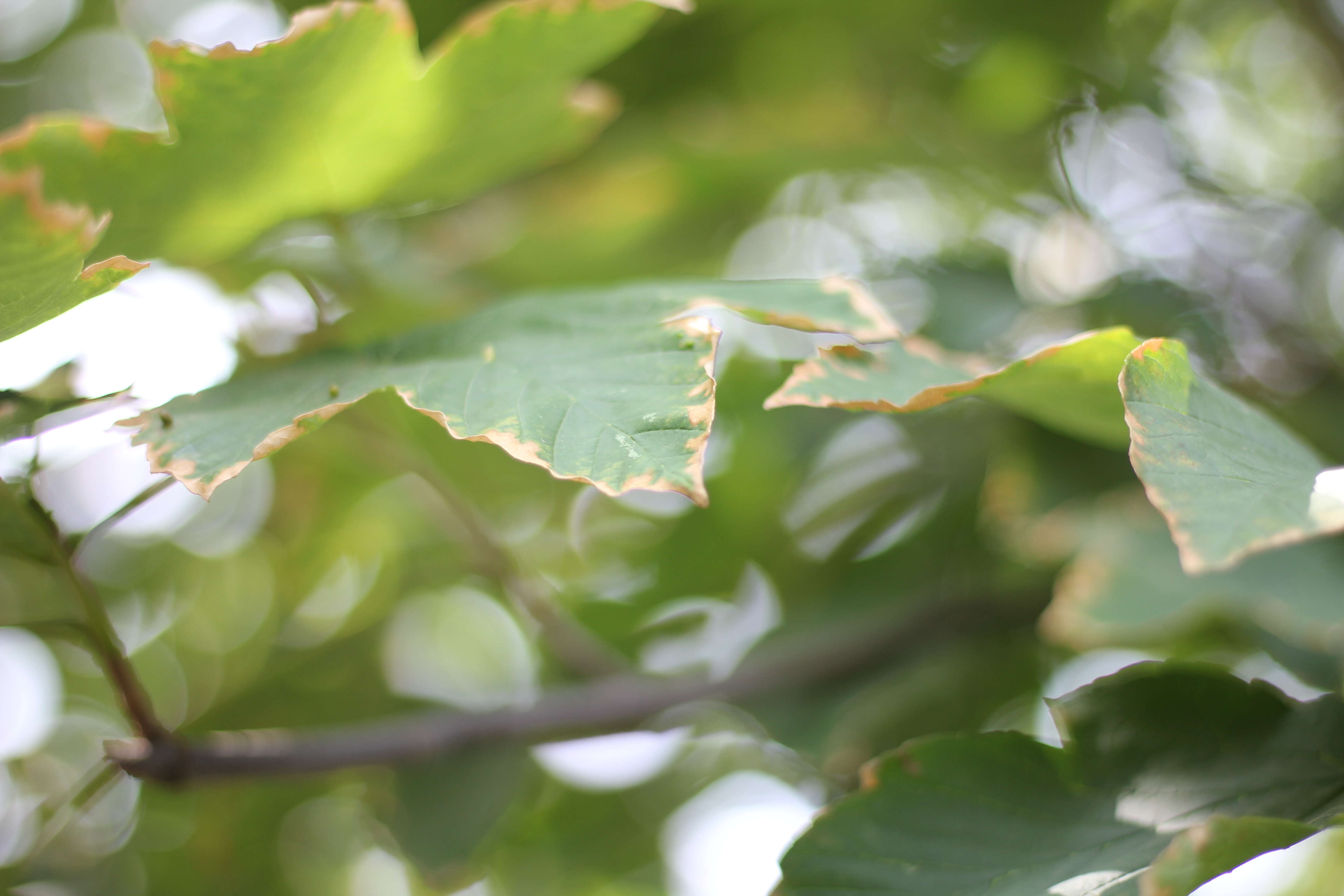 Imagem de Acer pseudoplatanus L.