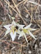 Image de Calochortus lyallii Baker