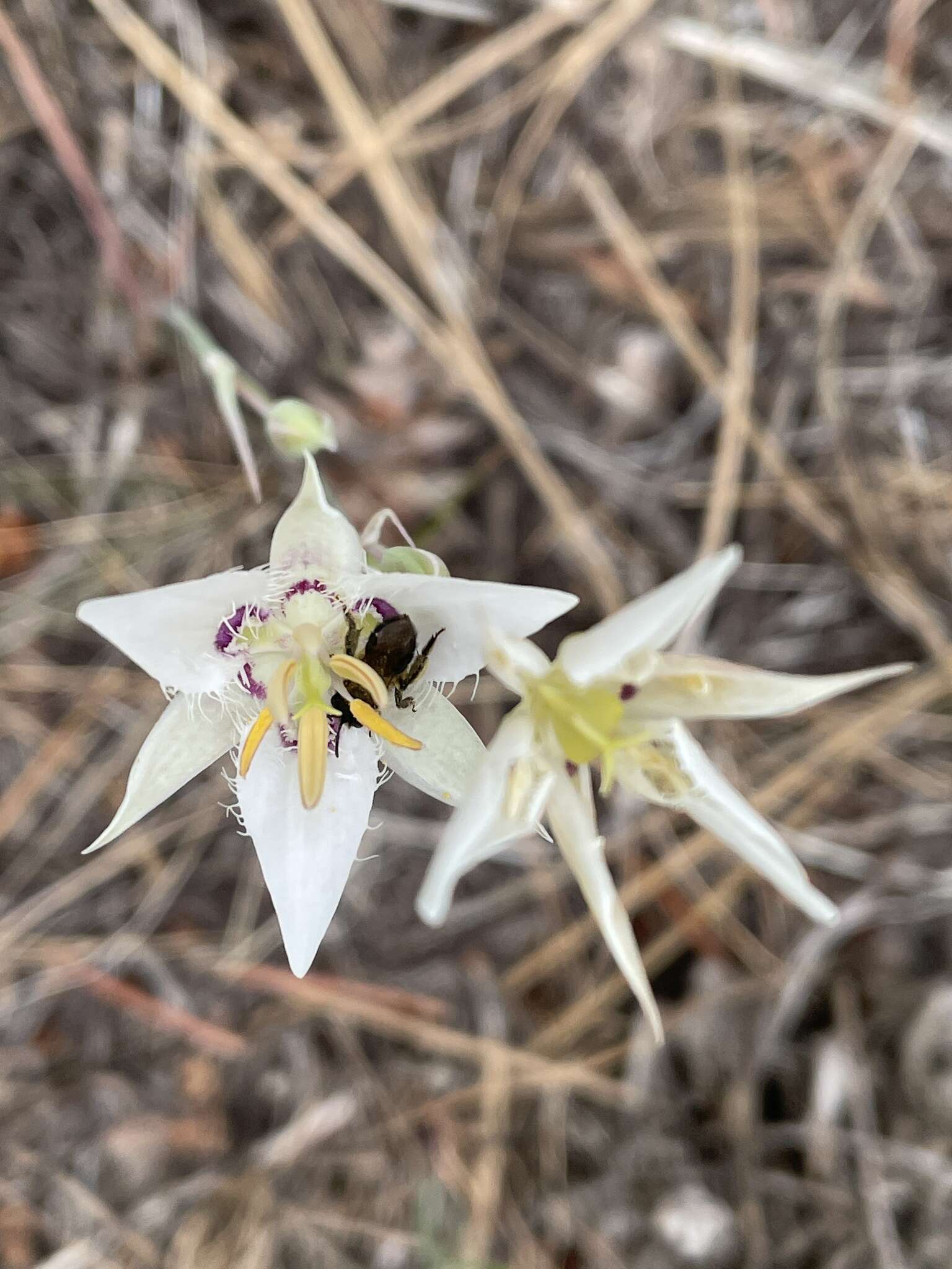 Image de Calochortus lyallii Baker