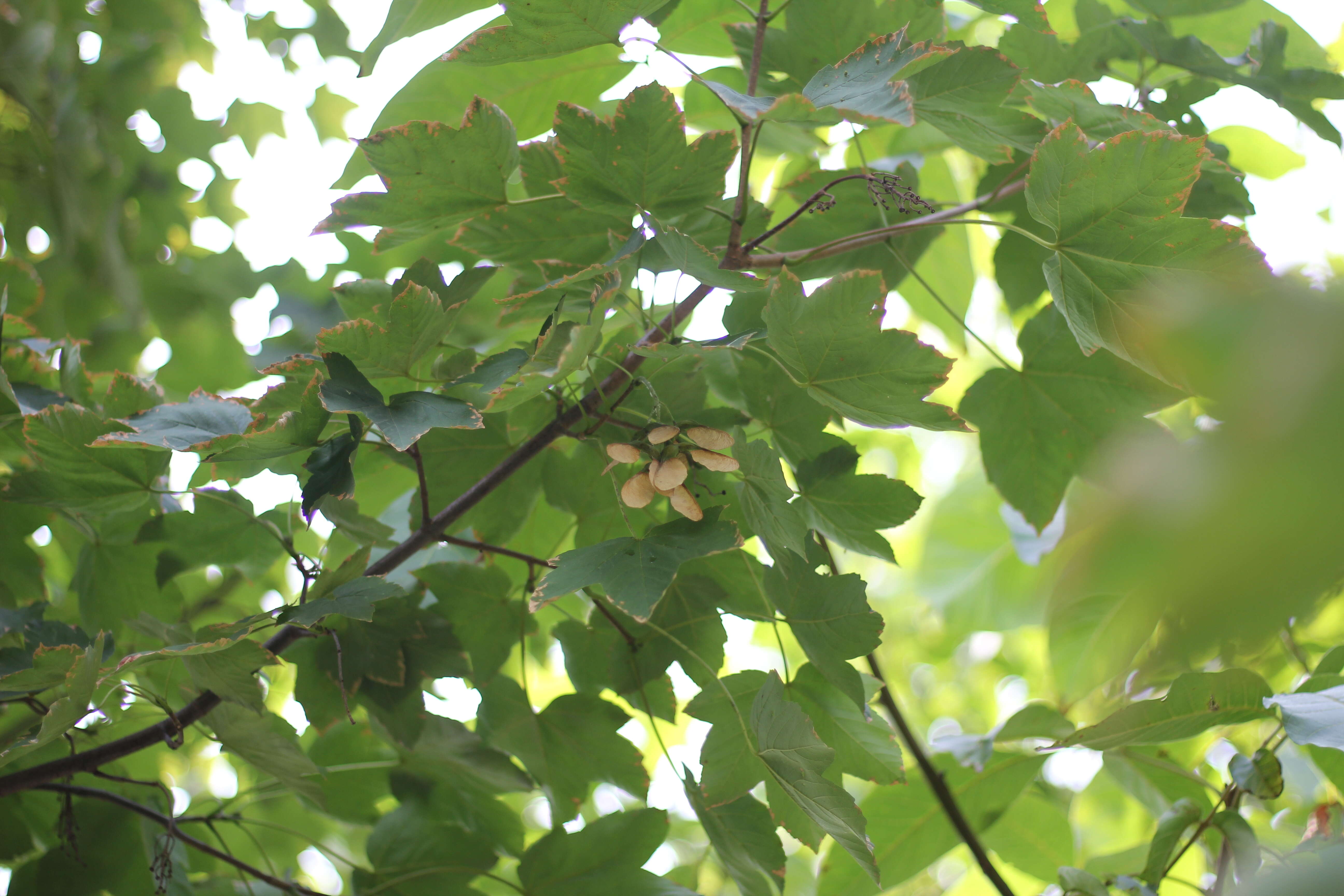 Imagem de Acer pseudoplatanus L.