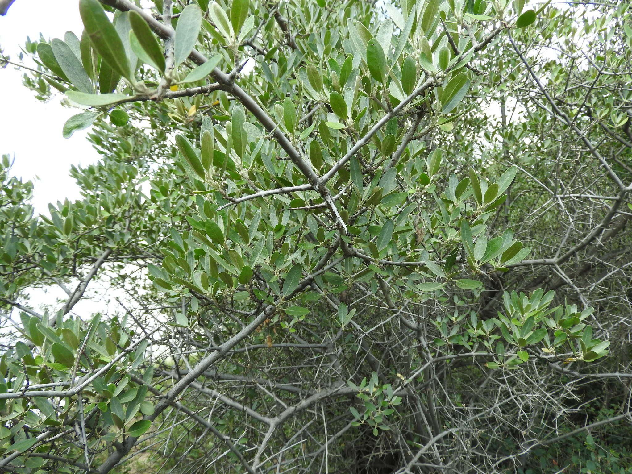 Image of silver buffaloberry