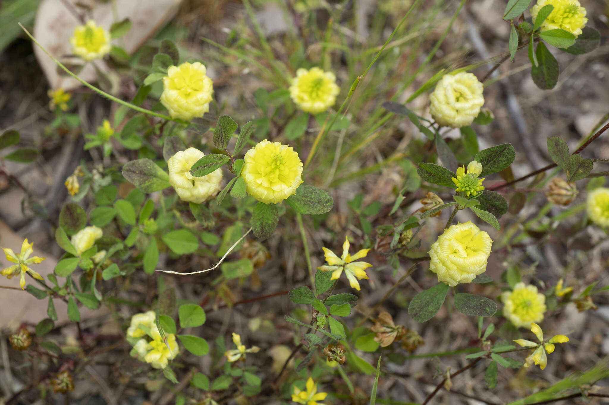 صورة Trifolium campestre var. campestre