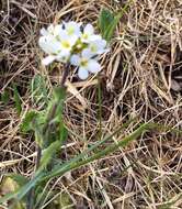 Image de Arabis alpina subsp. alpina