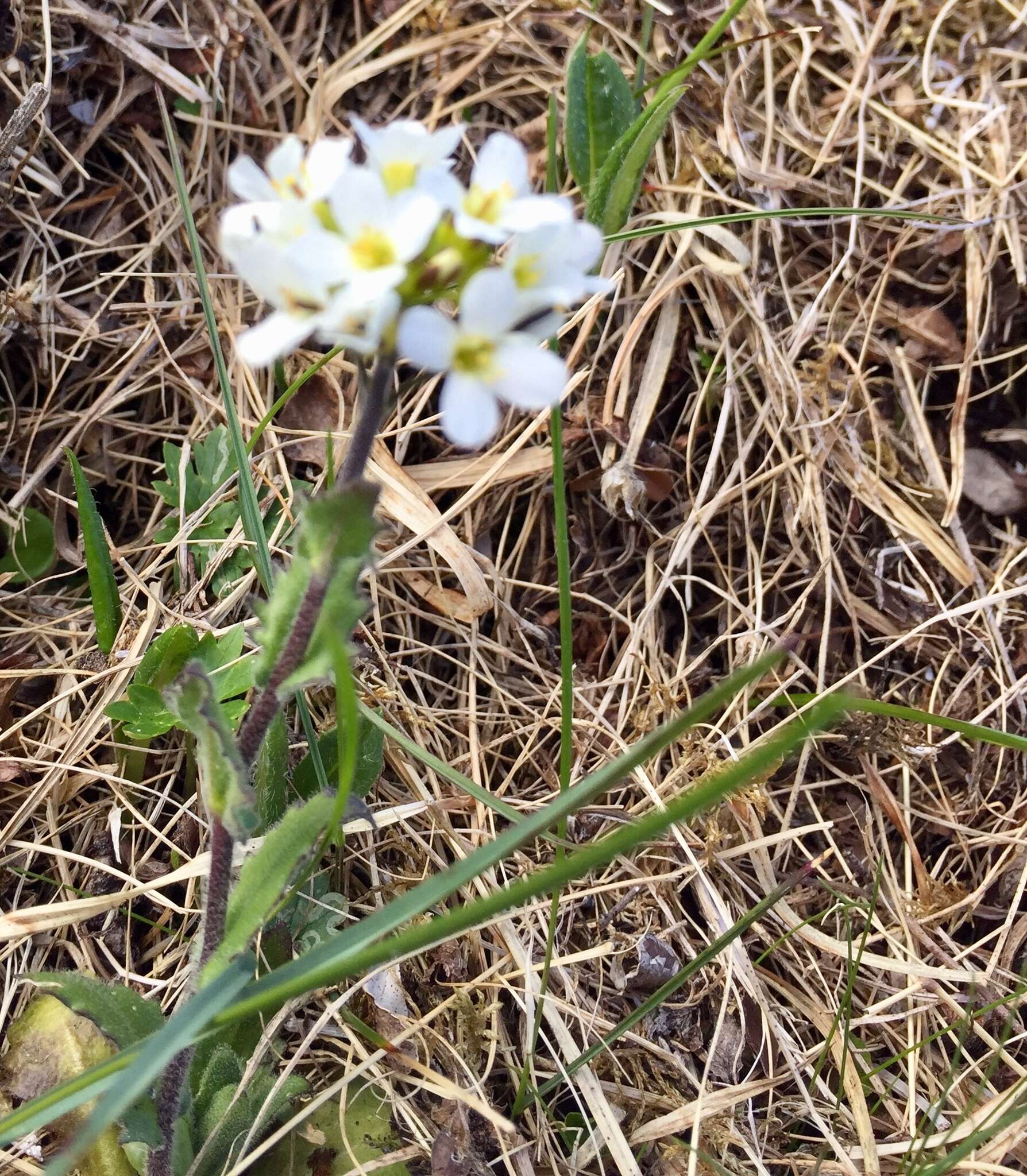 Image de Arabis alpina subsp. alpina