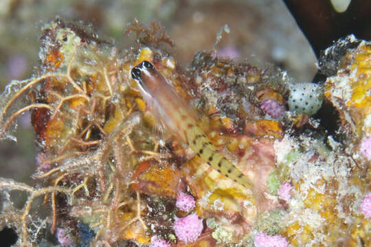 Image of Fiji clown blenny