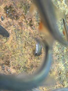 Image of Comanche Springs Pupfish