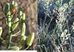 Image of Albuca decipiens U. Müll.-Doblies