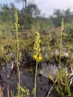 Image of yellow asphodel