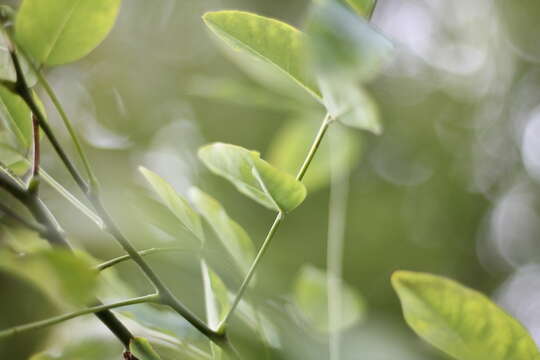 Image of black locust