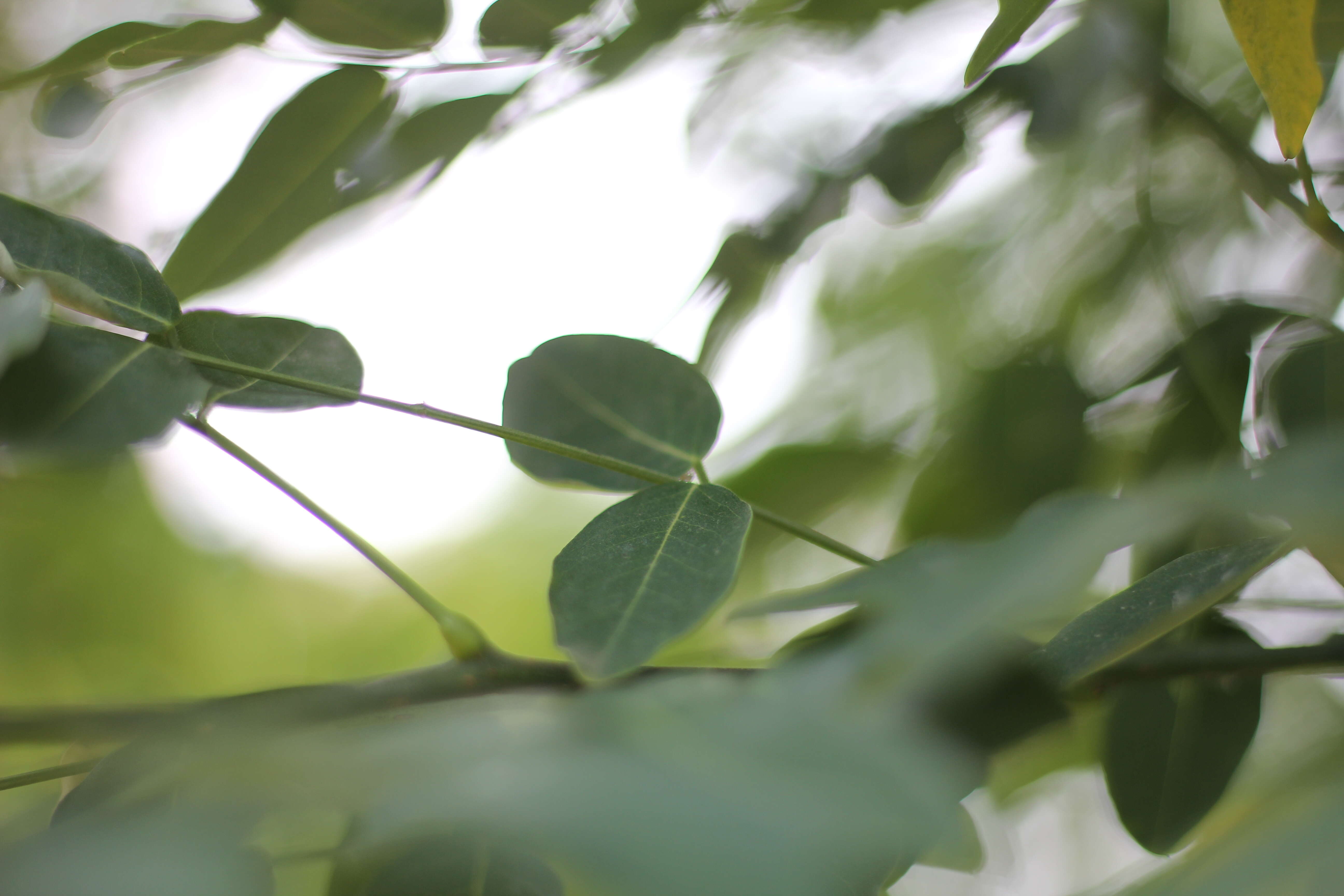 Image of black locust