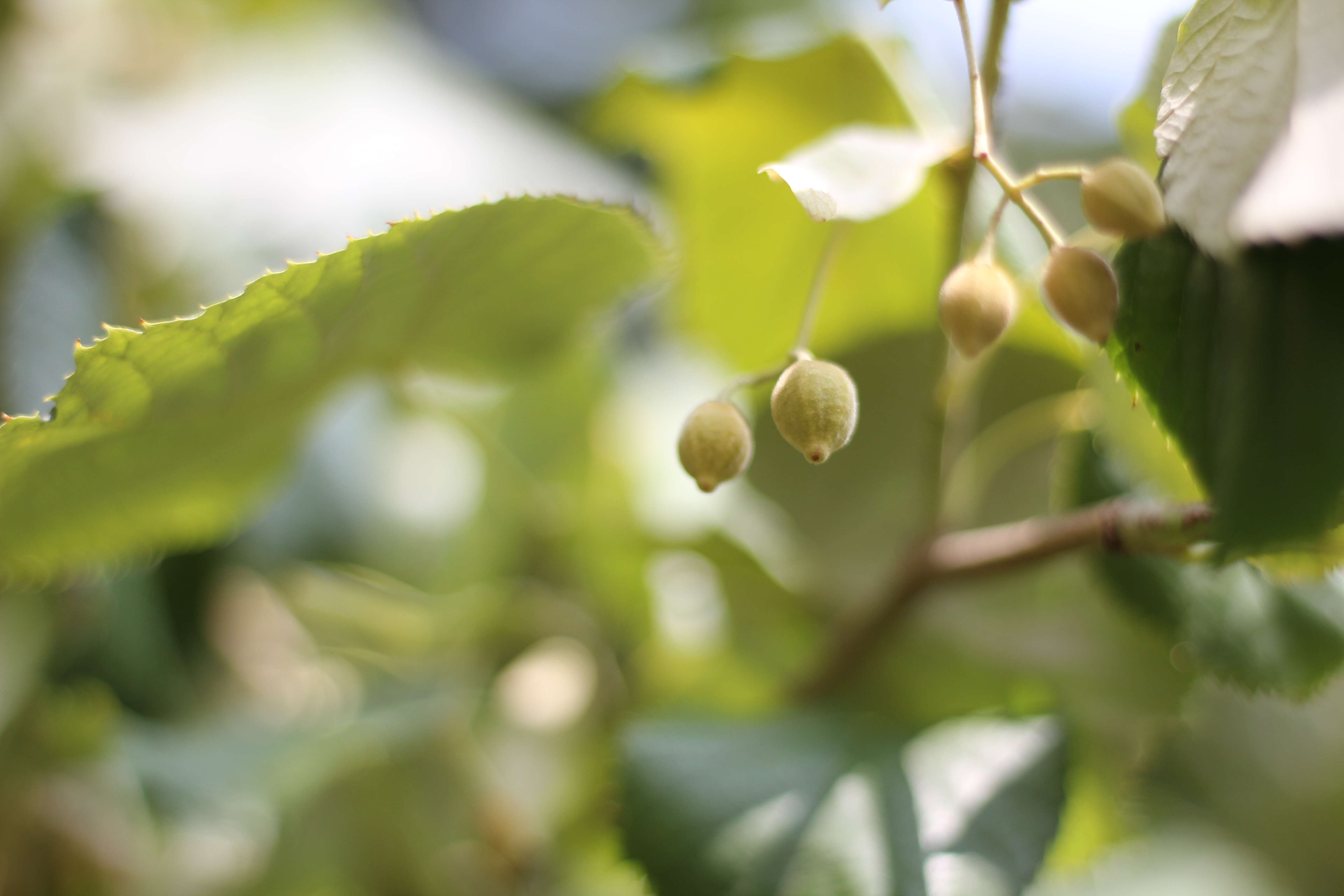 Image of Large-leaved Lime