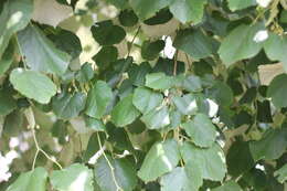 Image of Large-leaved Lime