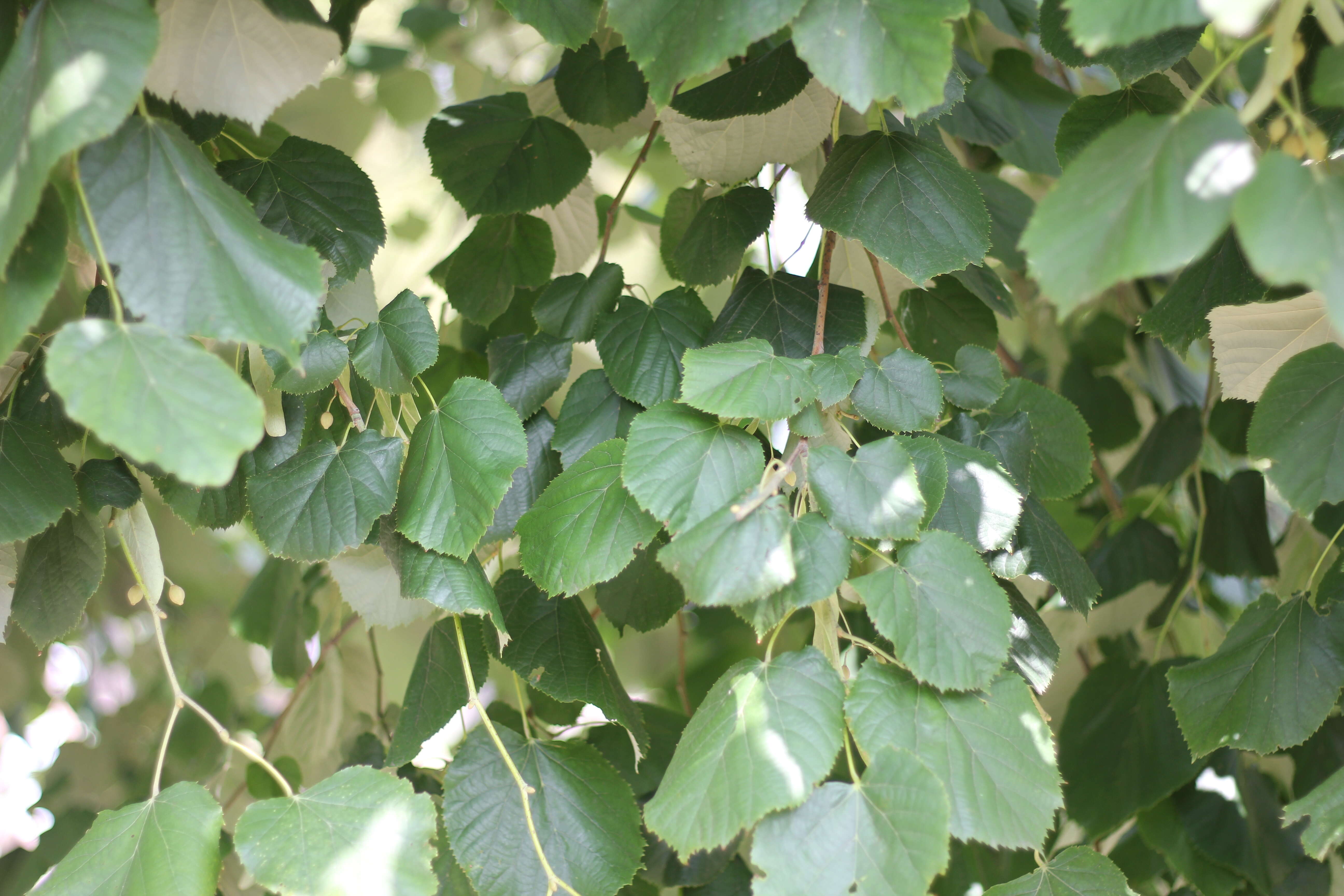 Image of Large-leaved Lime