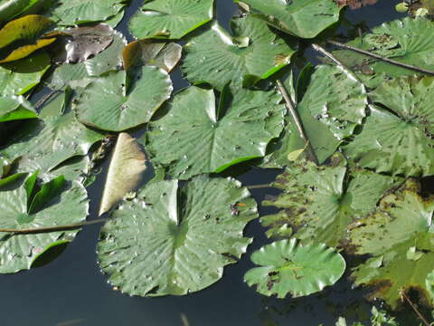 Image of European white waterlily