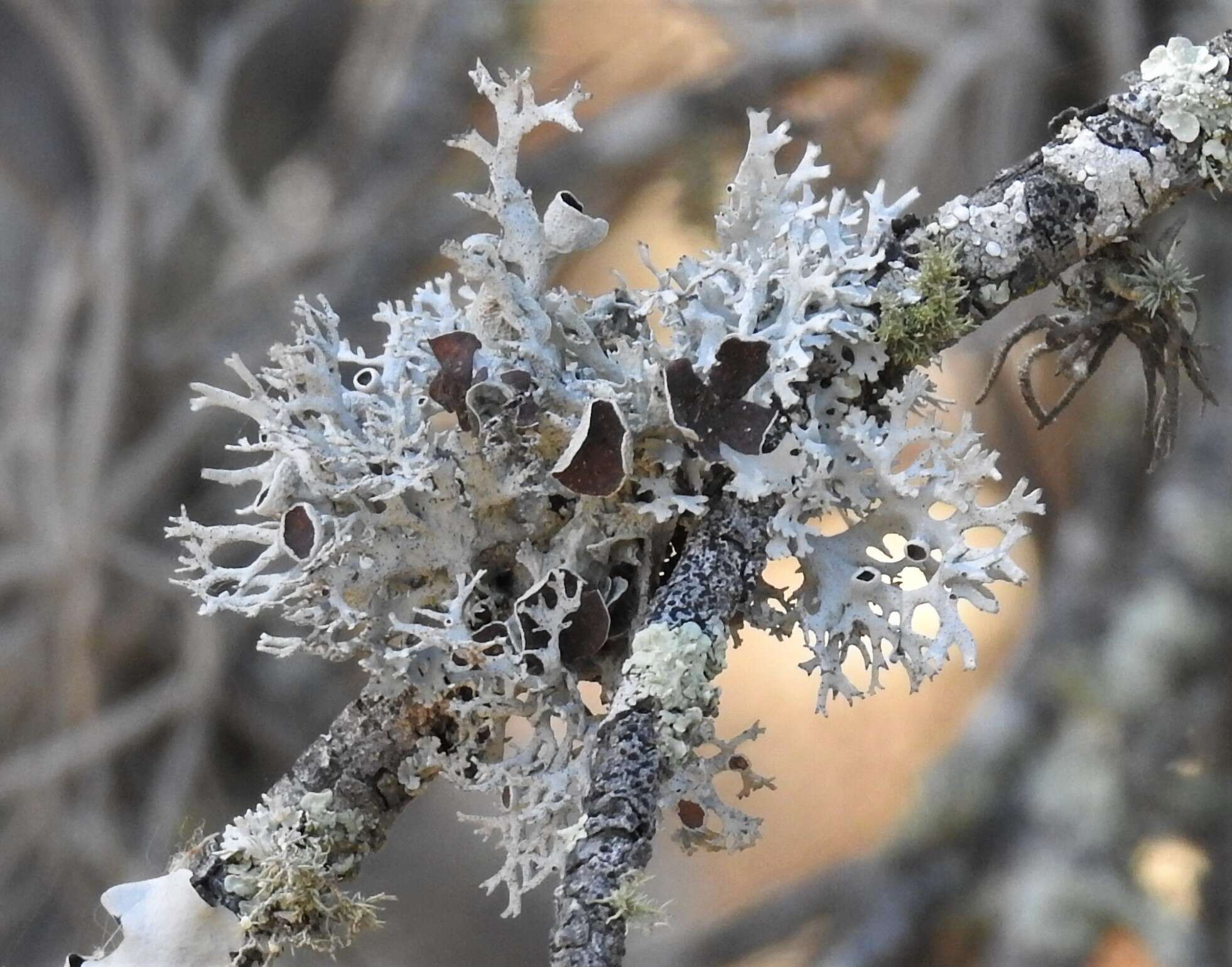 Image of Pseudevernia intensa (Nyl.) Hale & W. L. Culb.