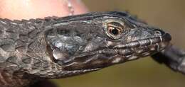 Image of Black girdled lizard