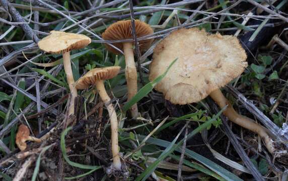 Imagem de Agrocybe vervacti (Fr.) Singer 1936