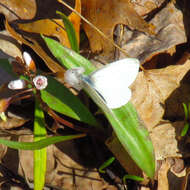 Image of West Virginia White