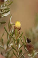 صورة Oedera relhanioides (Schltr.) N. G. Bergh