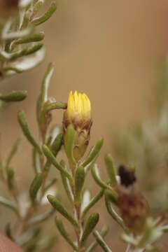 Image of Oedera relhanioides (Schltr.) N. G. Bergh