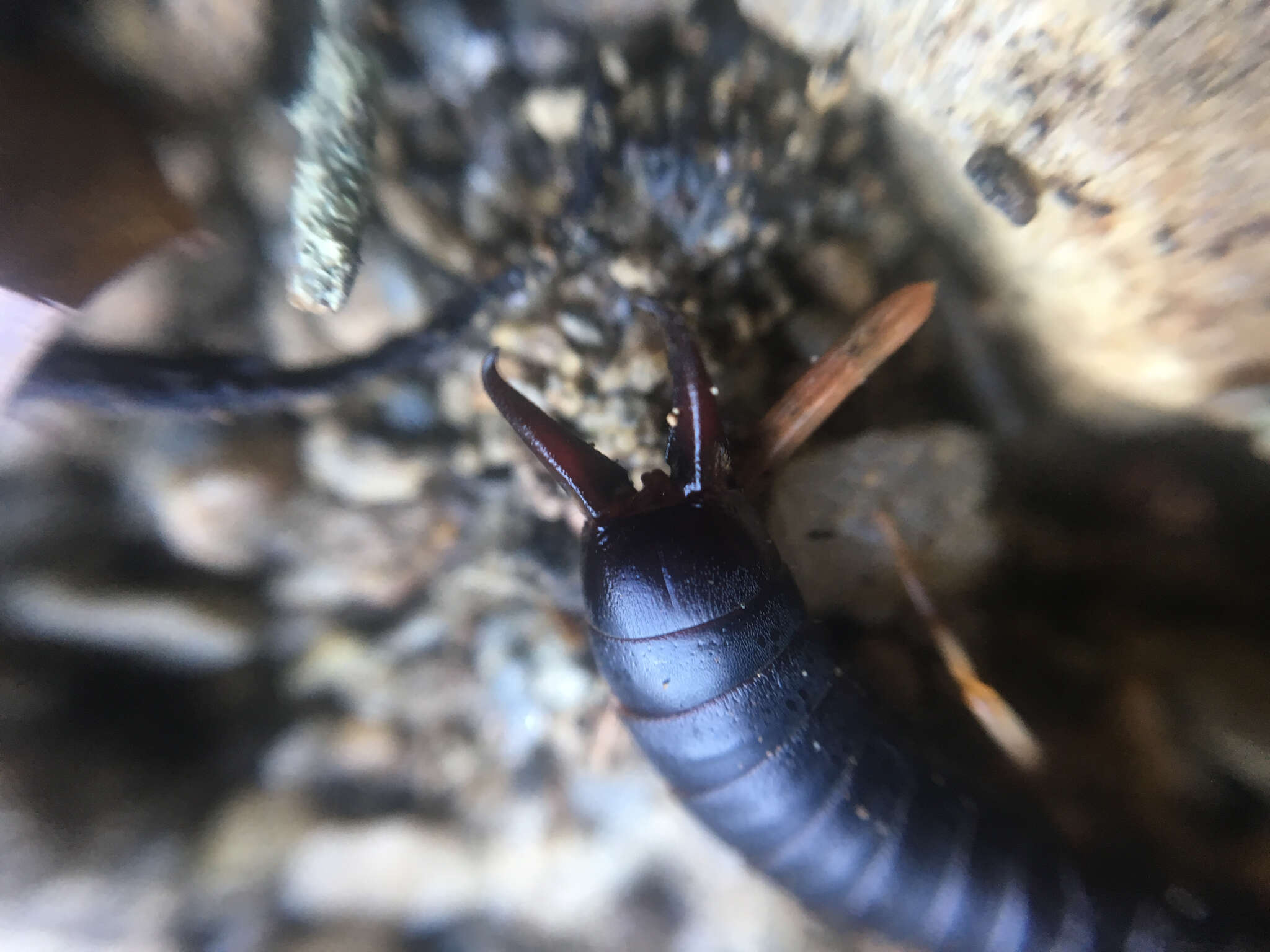 Image of Maritime earwig