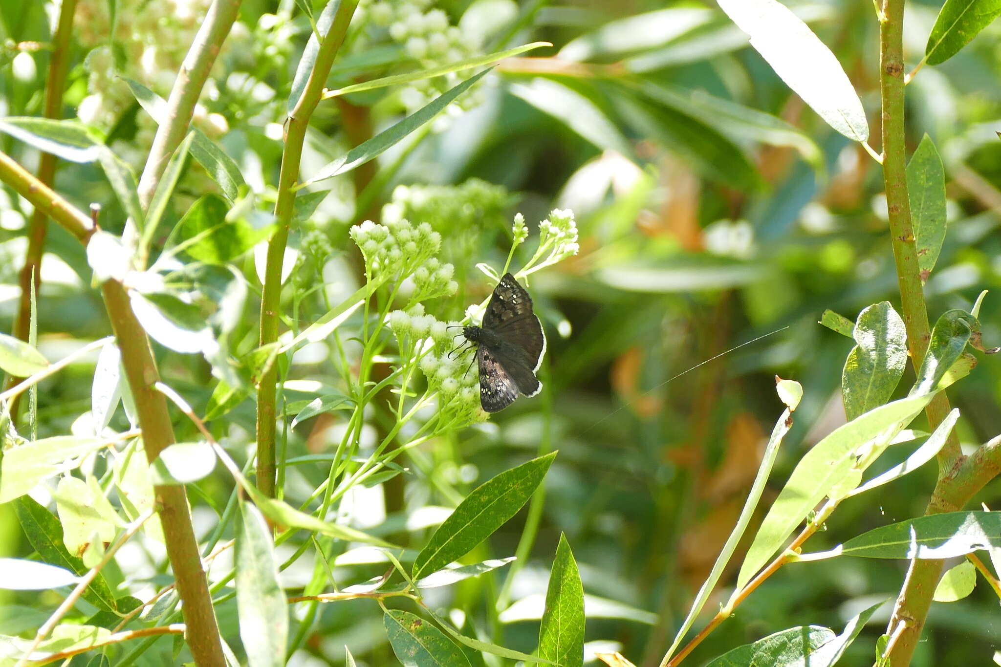 Image of Mournful Duskywing