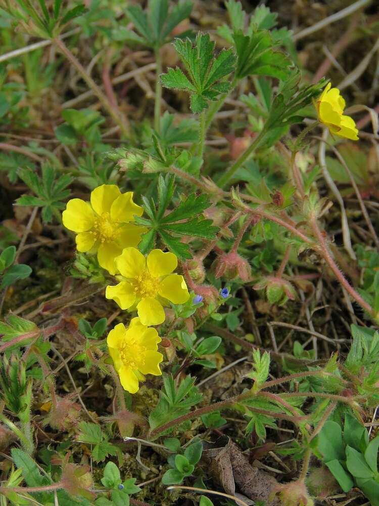 Image of Potentilla heptaphylla L.