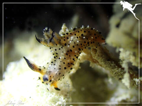 Image of Polycera melanosticta M. C. Miller 1996