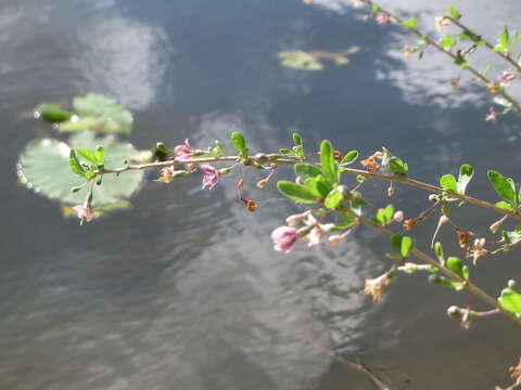 Image of matrimony vine