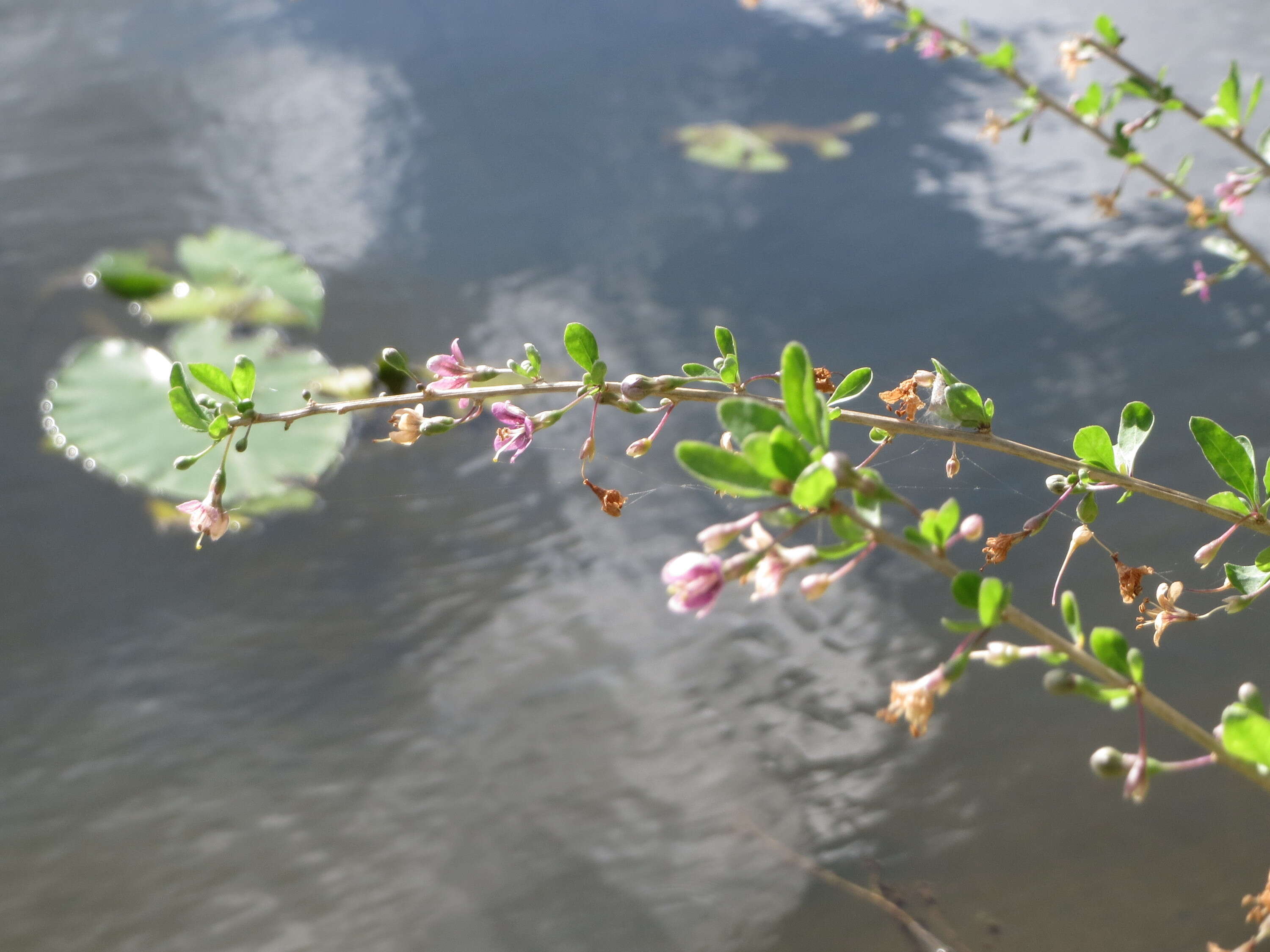 Image of matrimony vine