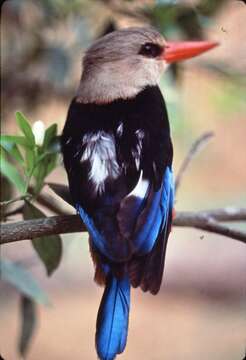 Image of Chestnut-bellied Kingfisher