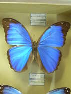 Sivun Morpho menelaus Linnaeus 1758 kuva