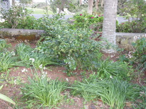 Image de Chiococca alba (L.) Hitchc.