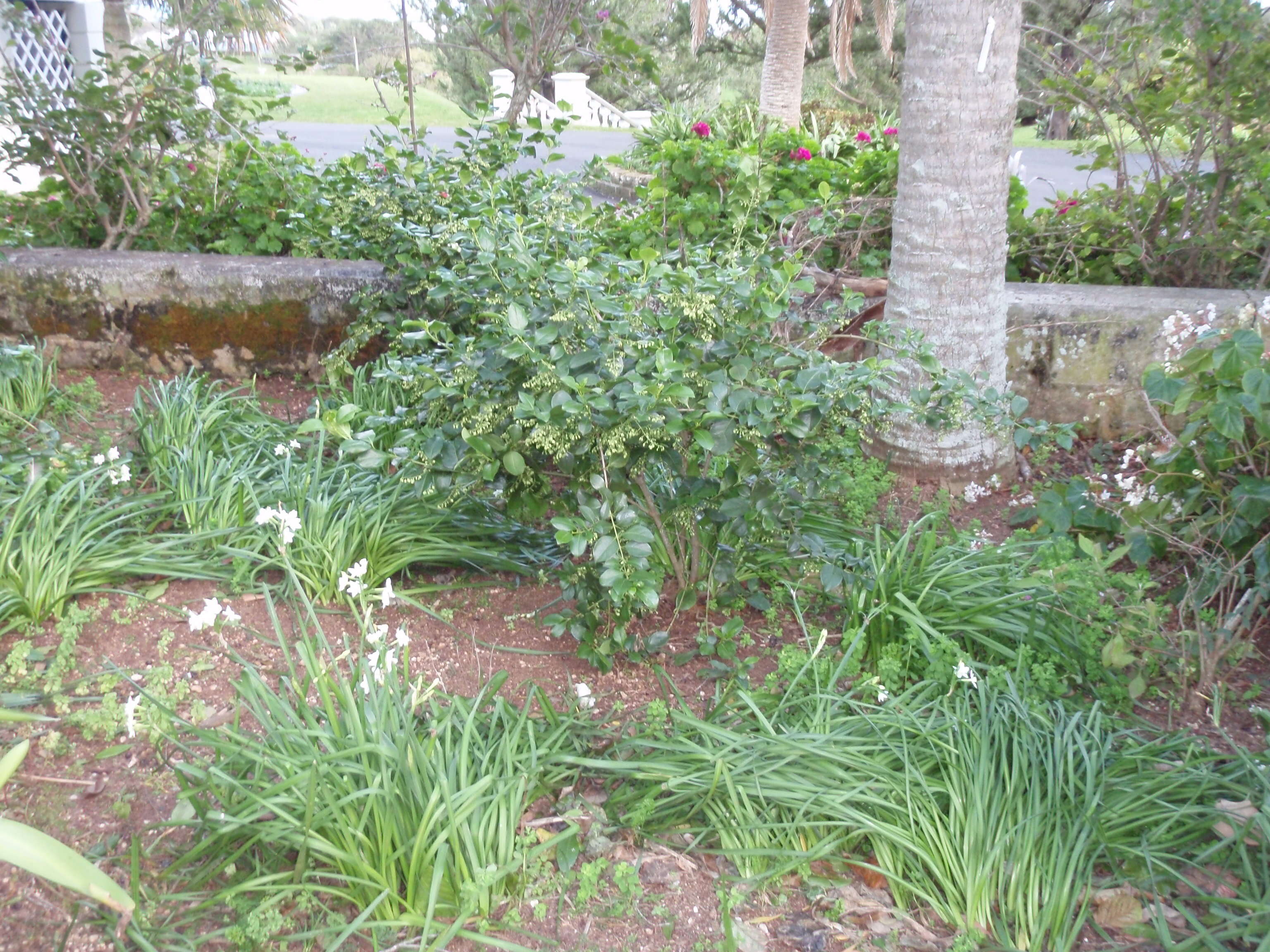 Image de Chiococca alba (L.) Hitchc.