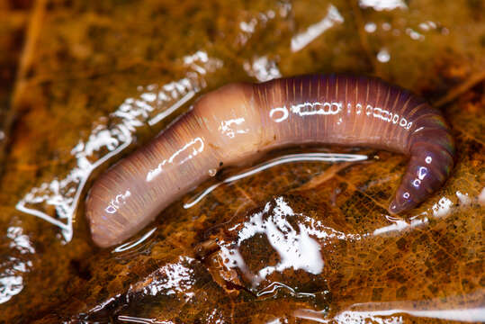 Image of red earthworm