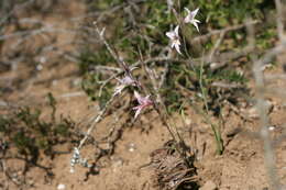 Gladiolus involutus D. Delaroche resmi