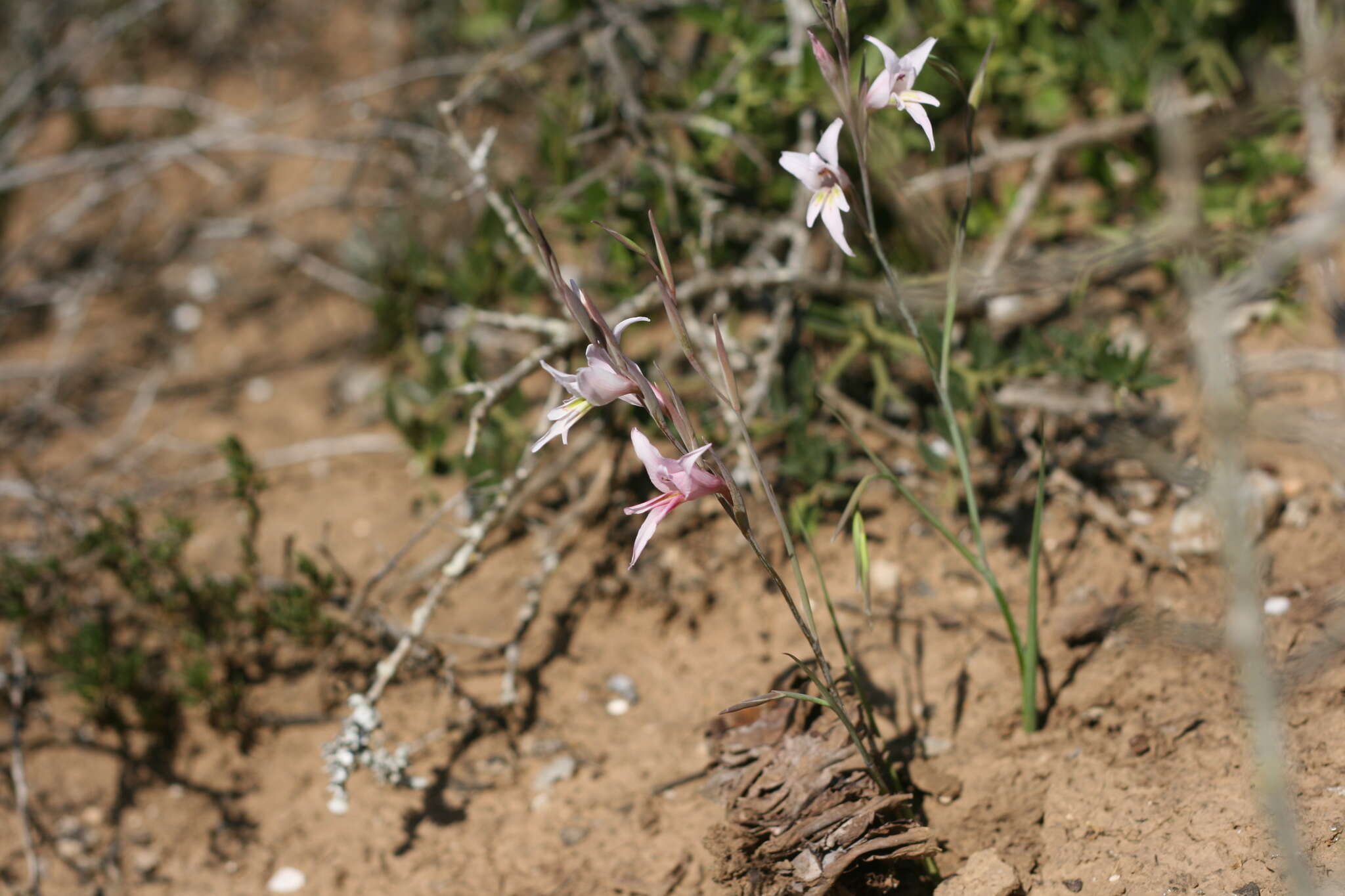 Gladiolus involutus D. Delaroche resmi