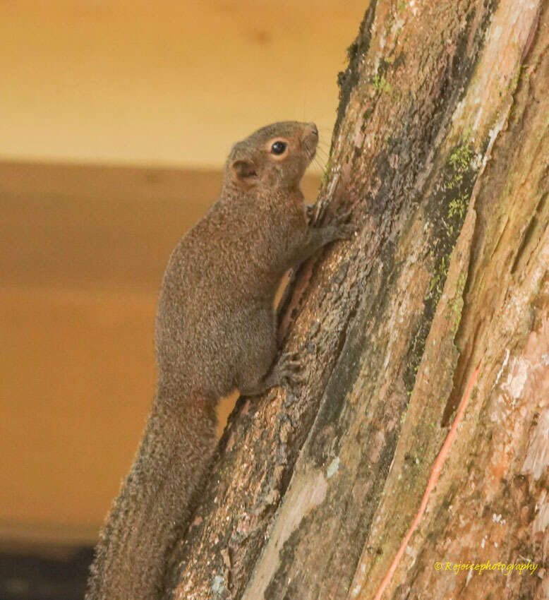 Image of Hoary-bellied Squirrel