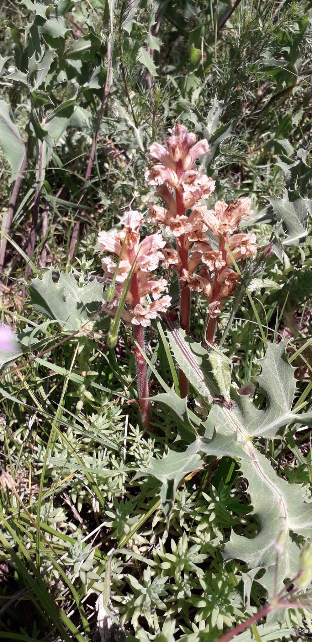 Image of Orobanche amethystea Thuill.