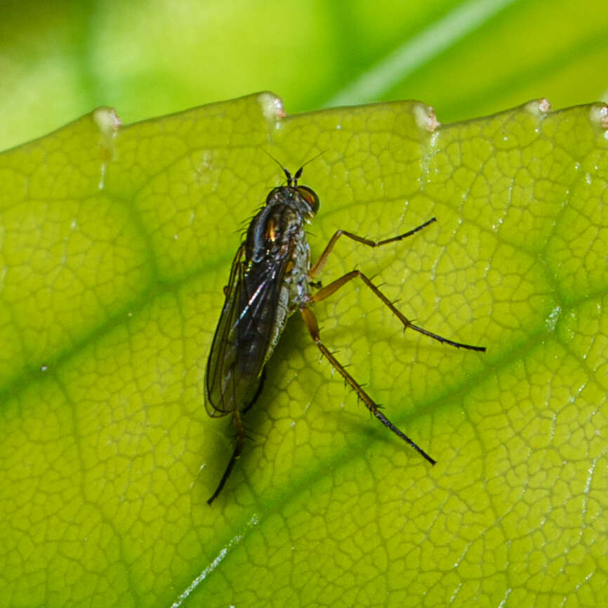 Image of Tetrachaetus bipunctatus Parent 1933