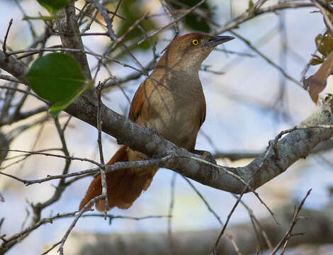 Image of Greater Thornbird