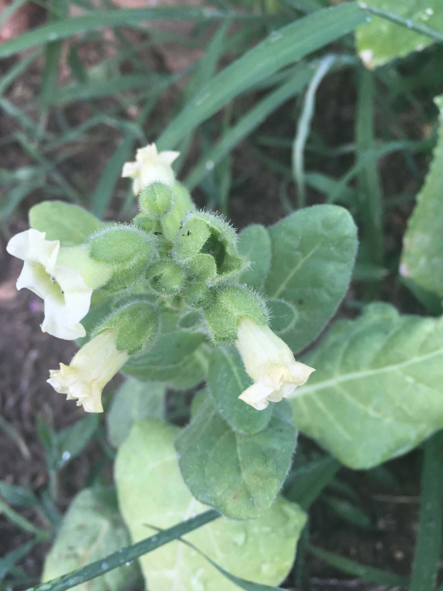 Image of Aztec tobacco