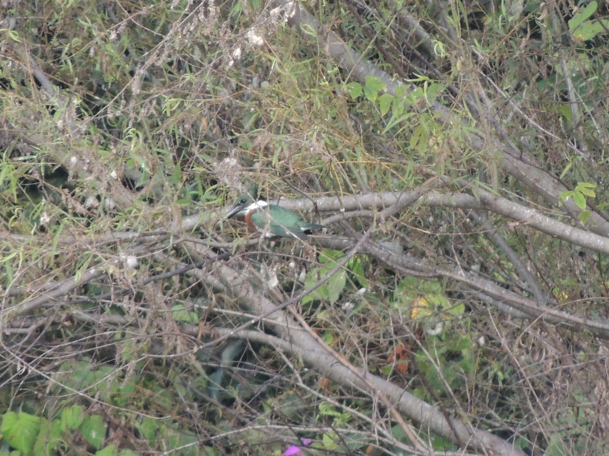 Plancia ëd Chloroceryle amazona (Latham 1790)