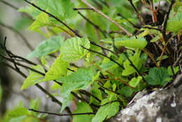 Plancia ëd Physocarpus amurensis (Maxim.) Maxim.