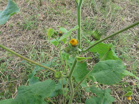 Imagem de Abutilon theophrasti Medik.