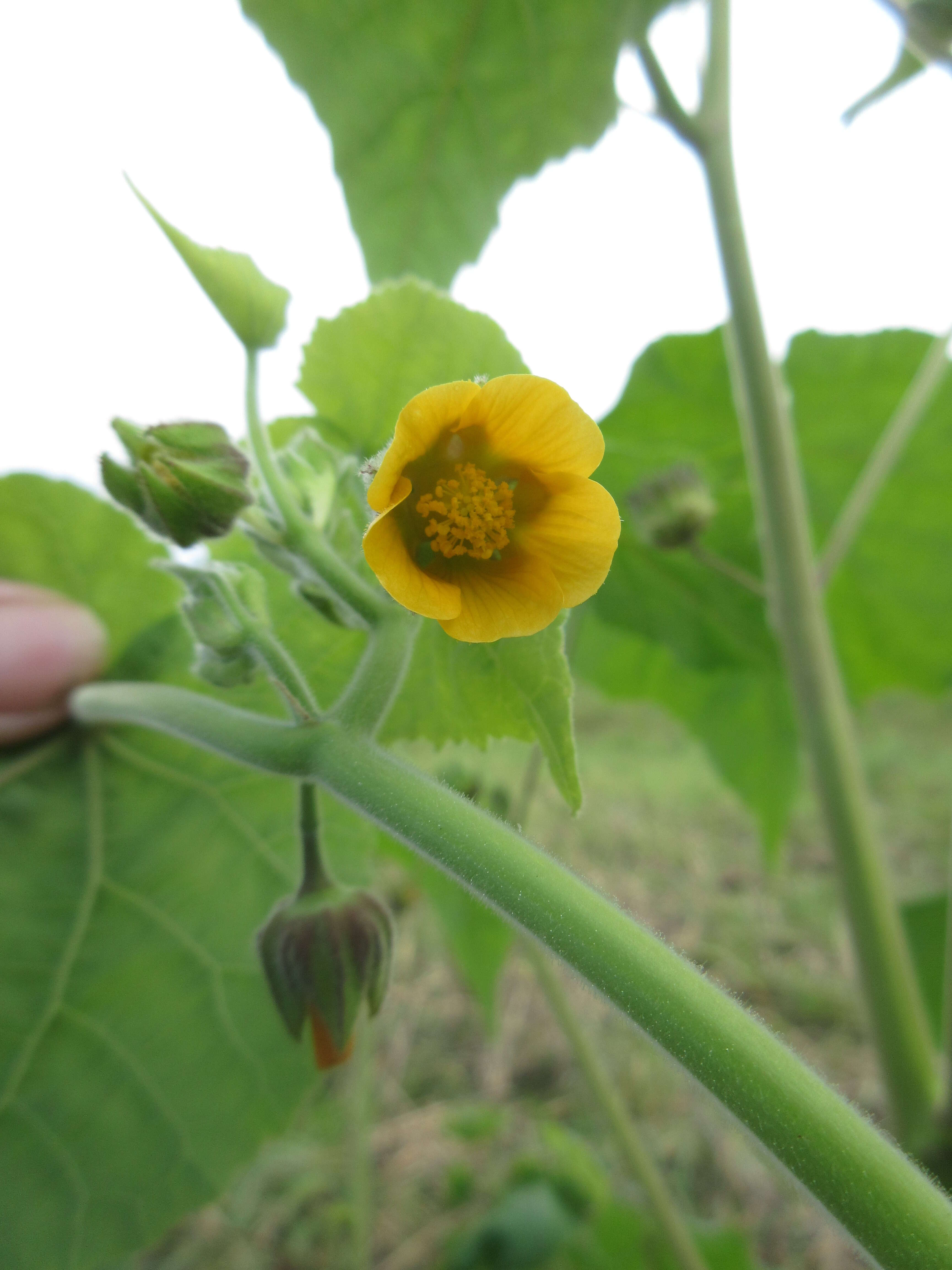 Plancia ëd Abutilon theophrasti Medik.