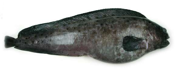 Image of Northern Wolffish