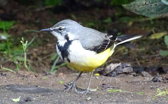 Image of Madagascan Wagtail